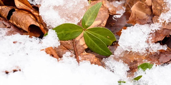 Снег Лед Лесу Ботанический Выстрел — стоковое фото