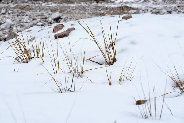 森林里的冰雪 植物学上的射击 — 图库照片