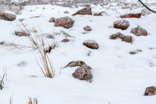 Sneeuw Ijs Het Bos Botanische Foto — Stockfoto