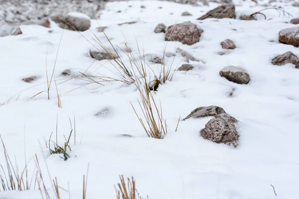 Sníh Led Lese Botanický Záběr — Stock fotografie