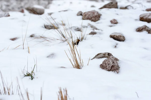 Neve Gelo Floresta Tiro Botânico — Fotografia de Stock