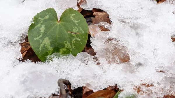 Snö Och Skogen Botaniskt Skott — Stockfoto