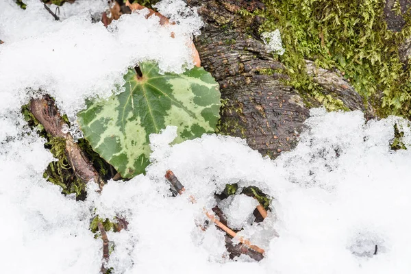 Снег Лед Лесу Ботанический Выстрел — стоковое фото