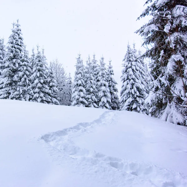 Scenic Winter Nature Sappada Village Mountains Italy — Stock Photo, Image