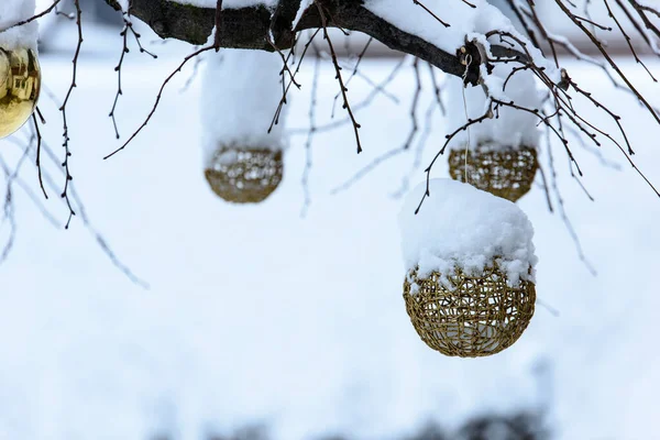 Крупным Планом Рождественские Украшенные Снегом Деревья Открытом Воздухе — стоковое фото