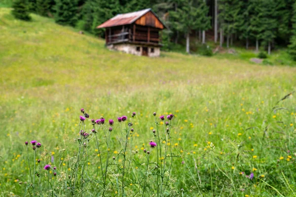 Sappada Mezi Lesy Horami Vesnicemi Dolomity — Stock fotografie