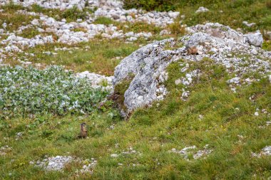 Dağlardaki güzel manzara, Val di Zoldo, İtalya