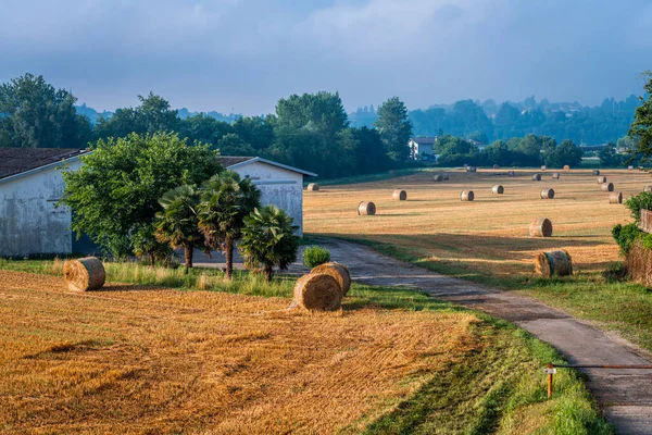 Balíky Sena Poli Létě — Stock fotografie