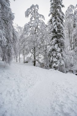 beautiful winter landscape with frozen lake and snow covered trees