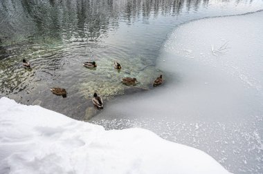 Ördekler gölde yüzüyor.