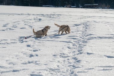 Karda koşan köpekler