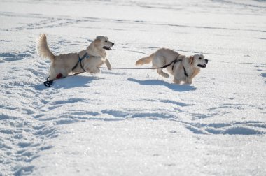 Karda koşan köpekler