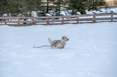 Köpek karda koşuyor.