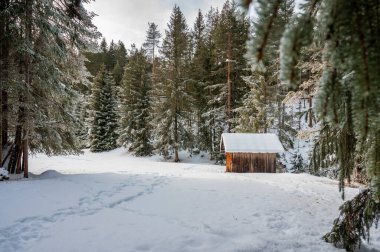 Çam ağaçları ve ahşap kulübesi olan güzel kış manzarası
