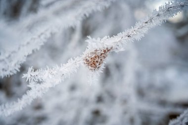 branches covered with hoarfrost, close up view