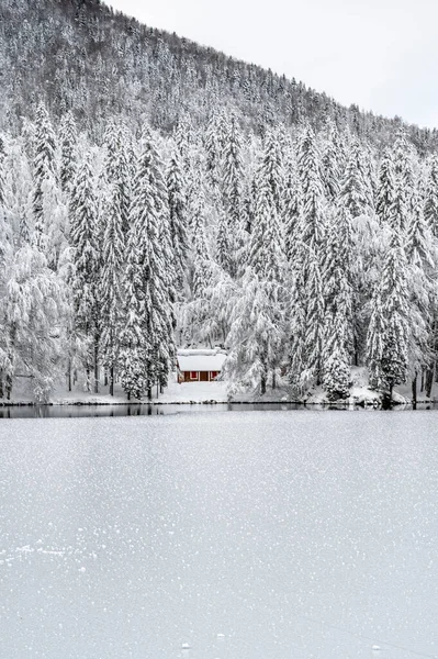 Donmuş göl ve karla kaplı ağaçlarla güzel kış manzarası