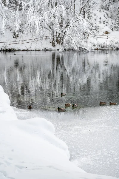 Beautiful Winter Landscape Frozen Lake Snow Covered Trees — Zdjęcie stockowe