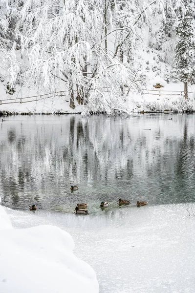 凍った湖と雪に覆われた木々が美しい冬の風景 — ストック写真