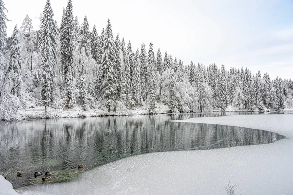 Beautiful Winter Landscape Frozen Lake Snow Covered Trees — Fotografia de Stock