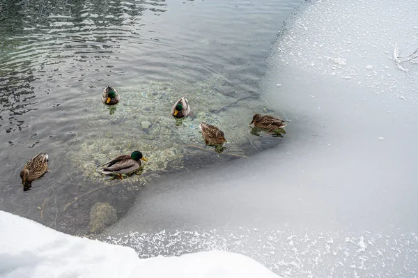 Kacsák Úszkálnak Tóban — Stock Fotó