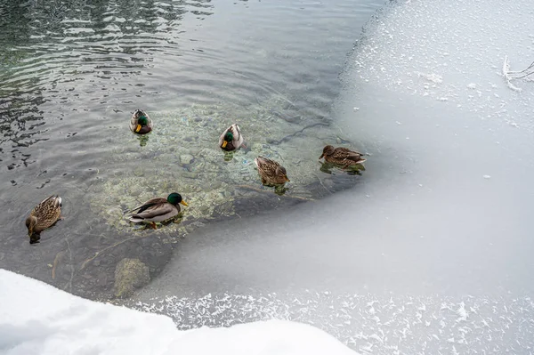 Anatre Che Nuotano Nel Lago — Foto Stock