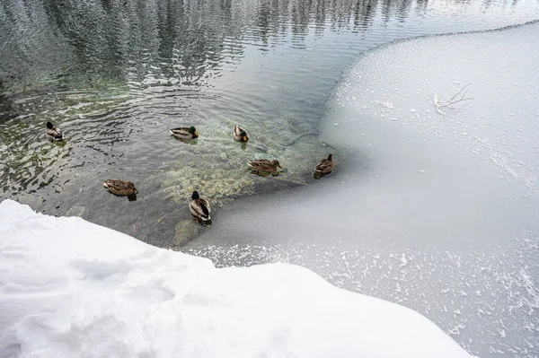 Ördekler gölde yüzüyor.