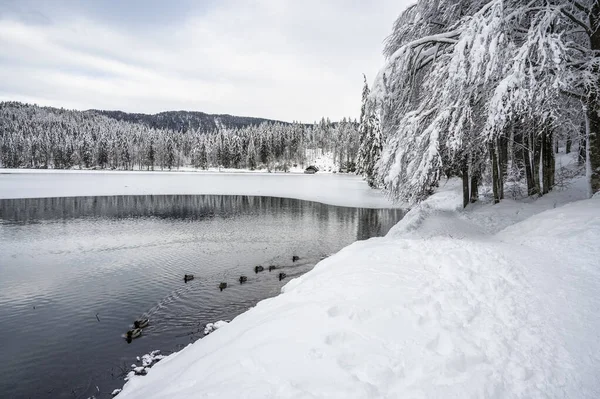 Beautiful Winter Landscape Frozen Lake Snow Covered Trees — Stockfoto