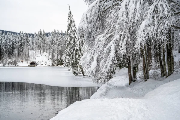 美丽的冬季风景 冰封着湖泊 积雪覆盖着树木 — 图库照片