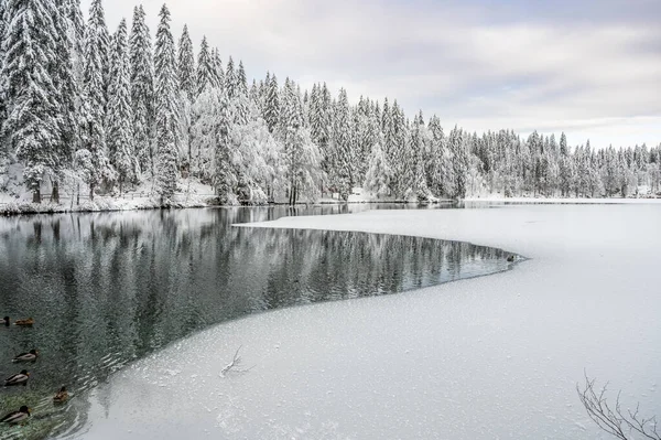 Donmuş göl ve karla kaplı ağaçlarla güzel kış manzarası