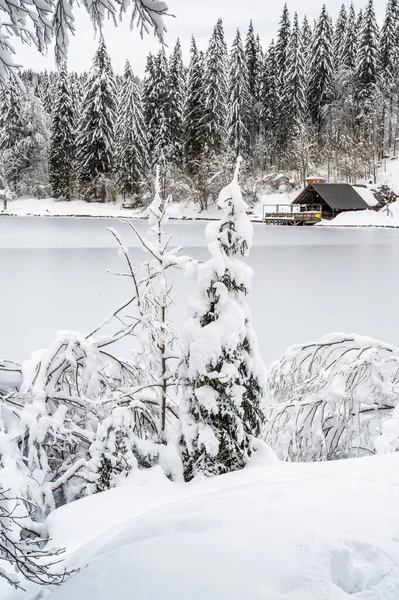 Donmuş göl ve karla kaplı ağaçlarla güzel kış manzarası
