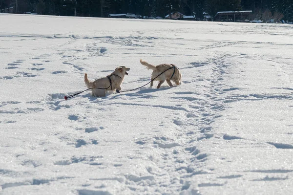 Karda koşan köpekler