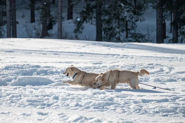 Dogs Running Snow — ストック写真