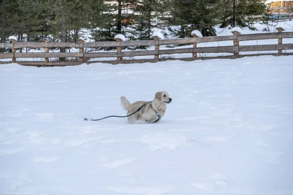 Köpek karda koşuyor.