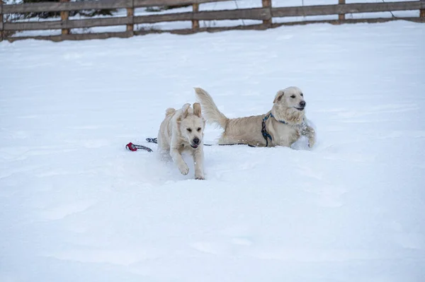 Cute Dogs Playing Snow — ストック写真