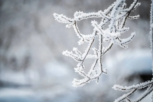 Winter Forest Snow Covered Branches — 스톡 사진
