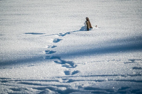 冬天雪地上的脚印 — 图库照片