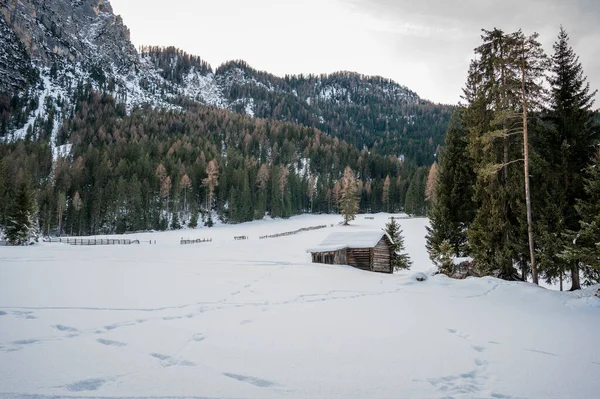 美丽的风景 山上覆盖着白雪的树木 — 图库照片