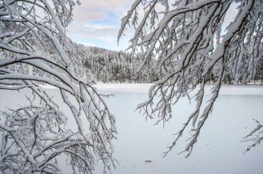 Donmuş göl ve karla kaplı ağaçlarla güzel kış manzarası