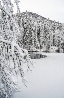 Karla kaplı ağaçlarla kaplı güzel kış manzarası