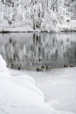 Donmuş göl, ördekler ve karla kaplı ağaçlarla güzel kış manzarası