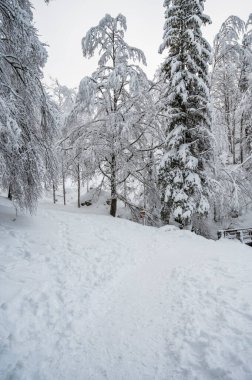 Karla kaplı ağaçlarla kaplı güzel kış manzarası