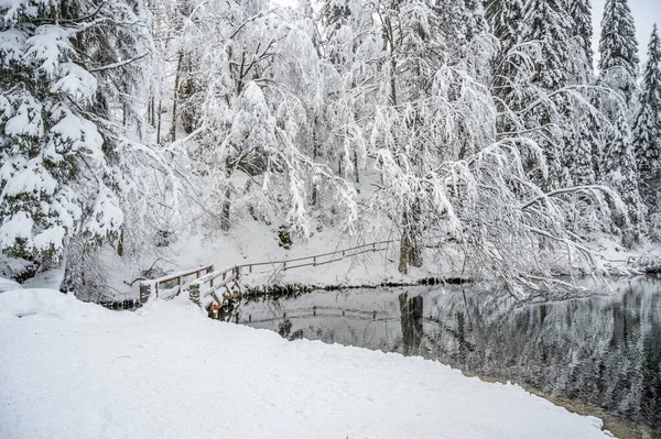 Beautiful Winter Landscape Frozen Lake Snow Covered Trees — Stok fotoğraf