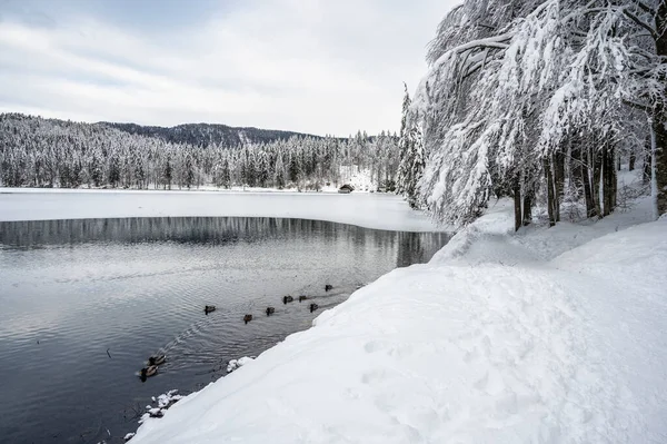 Красивый Зимний Пейзаж Замерзшим Озером Утками Заснеженными Деревьями — стоковое фото