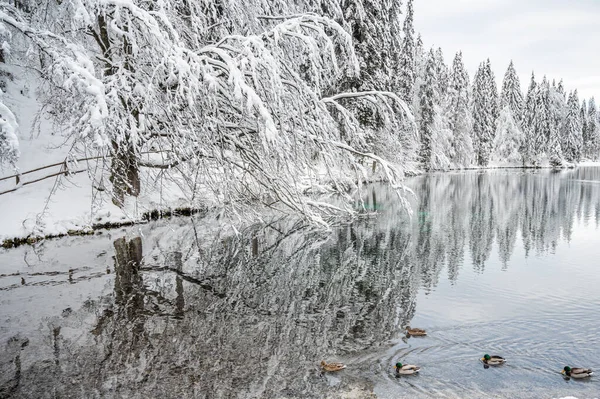 Beautiful Winter Landscape Frozen Lake Ducks Snow Covered Trees — Stock fotografie