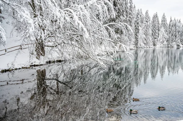 Bela Paisagem Inverno Com Lago Congelado Patos Árvores Cobertas Neve — Fotografia de Stock