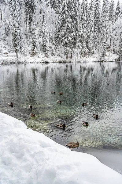 Beautiful Winter Landscape Frozen Lake Ducks Snow Covered Trees — Stockfoto