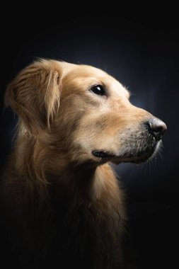 Sevimli Golden Retriever Portresi