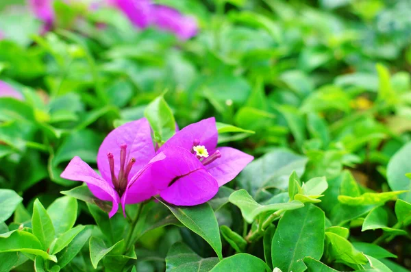 Grande Bougainvilliers Petites Fleurs Blanches Bractées Violettes — Photo