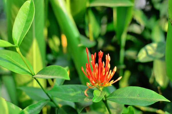 Κόκκινο Λουλούδι Ixora Στον Κήπο Της Πόλης — Φωτογραφία Αρχείου