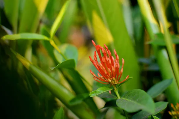 Flor Vermelha Ixora Jardim Cidade — Fotografia de Stock